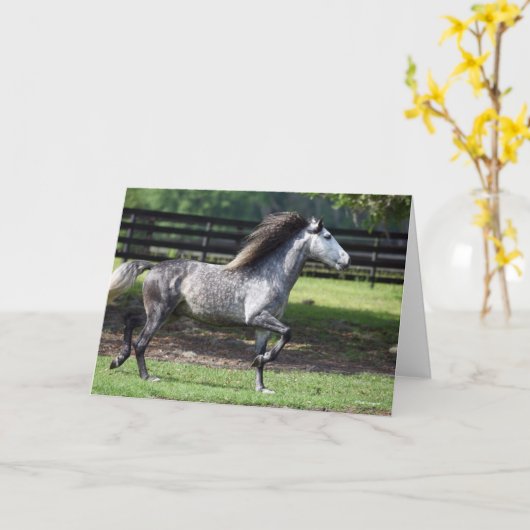 Bob Langrish | Daple Gray Lusitano Stallion Karte (Gelbe Blume)