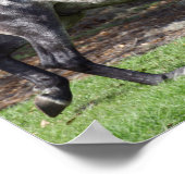 Bob Langrish | Daple Gray Lusitano Stallion Poster (Ecke)