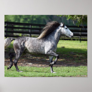 Bob Langrish   Daple Gray Lusitano Stallion Poster