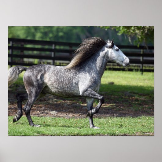 Bob Langrish | Daple Gray Lusitano Stallion Poster (Vorne)