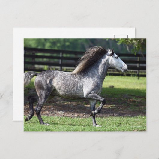 Bob Langrish | Daple Gray Lusitano Stallion Postkarte (Vorne/Hinten)