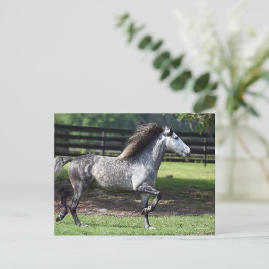 Bob Langrish | Daple Gray Lusitano Stallion Postkarte (Stehend Vorderseite)