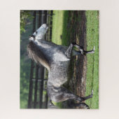 Bob Langrish | Daple Gray Lusitano Stallion Puzzle (Vertikal)