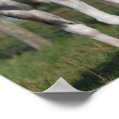 Bob Langrish | Daple Gray Quarter Horse Stehend Poster (Ecke)