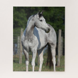 Bob Langrish   Daple Gray Quarter Horse Stehend Puzzle
