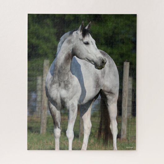 Bob Langrish | Daple Gray Quarter Horse Stehend Puzzle (Vertikal)