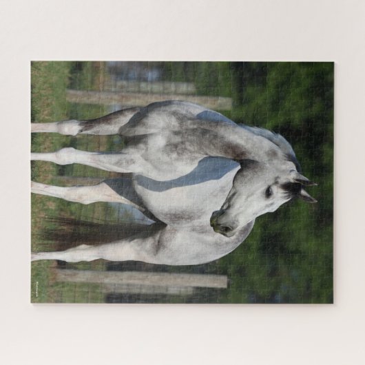 Bob Langrish | Daple Gray Quarter Horse Stehend Puzzle (Horizontal)