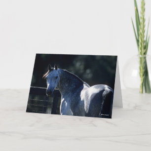 Bob Langrish   Dappel Gray Arab Headshot Backlit Karte