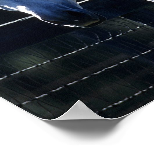 Bob Langrish | Dappel Gray Arab Headshot Backlit Poster (Ecke)