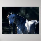 Bob Langrish | Dappel Gray Arab Headshot Backlit Poster (Vorne)