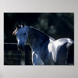 Bob Langrish   Dappel Gray Arab Headshot Backlit Poster