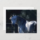 Bob Langrish | Dappel Gray Arab Headshot Backlit Postkarte (Vorne/Hinten)