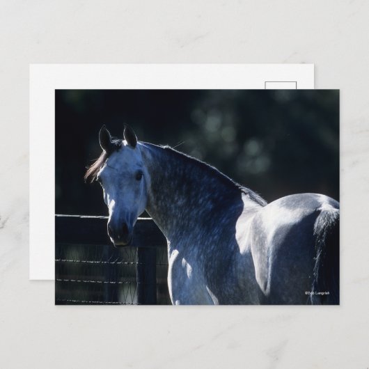 Bob Langrish | Dappel Gray Arab Headshot Backlit Postkarte (Vorne/Hinten)