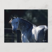 Bob Langrish | Dappel Gray Arab Headshot Backlit Postkarte (Vorderseite)