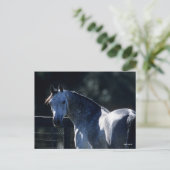 Bob Langrish | Dappel Gray Arab Headshot Backlit Postkarte (Stehend Vorderseite)