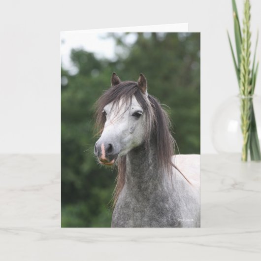Bob Langrish | Dapple Gray Welsh Pony Headshot Karte (Vorderseite)
