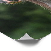 Bob Langrish | Dapple Gray Welsh Pony Headshot Poster (Ecke)