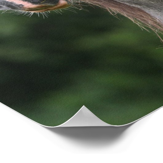 Bob Langrish | Dapple Gray Welsh Pony Headshot Poster (Ecke)