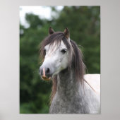 Bob Langrish | Dapple Gray Welsh Pony Headshot Poster (Vorne)