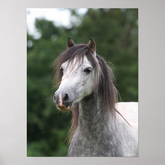 Bob Langrish | Dapple Gray Welsh Pony Headshot Poster (Vorne)