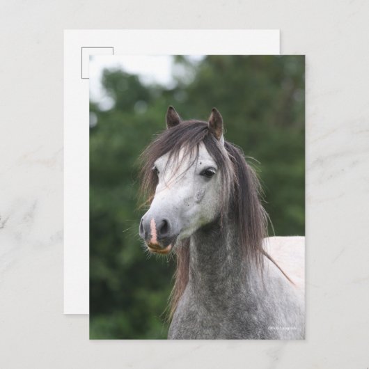 Bob Langrish | Dapple Gray Welsh Pony Headshot Postkarte (Vorne/Hinten)