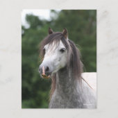 Bob Langrish | Dapple Gray Welsh Pony Headshot Postkarte (Vorderseite)