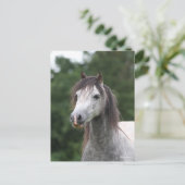 Bob Langrish | Dapple Gray Welsh Pony Headshot Postkarte (Stehend Vorderseite)