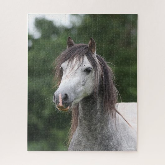 Bob Langrish | Dapple Gray Welsh Pony Headshot Puzzle (Vertikal)