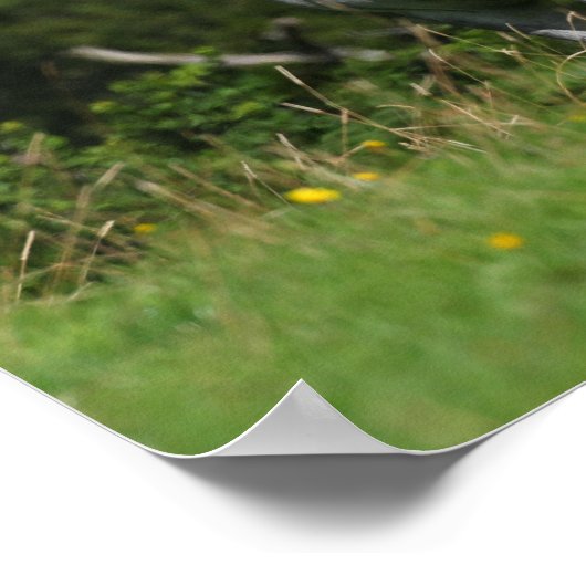 Bob Langrish | Dapple Gray Welsh Pony Stehend Poster (Ecke)