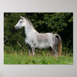 Bob Langrish   Dapple Gray Welsh Pony Stehend Poster