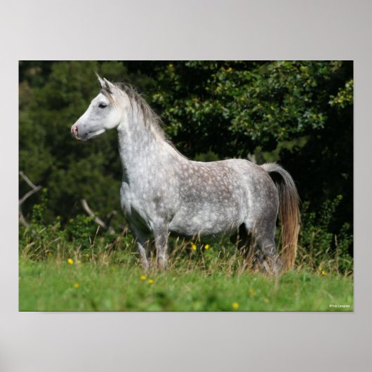 Bob Langrish | Dapple Gray Welsh Pony Stehend Poster (Vorne)