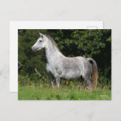 Bob Langrish | Dapple Gray Welsh Pony Stehend Postkarte (Vorne/Hinten)