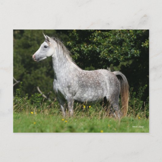 Bob Langrish | Dapple Gray Welsh Pony Stehend Postkarte (Vorderseite)