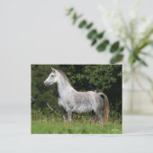 Bob Langrish | Dapple Gray Welsh Pony Stehend Postkarte (Stehend Vorderseite)
