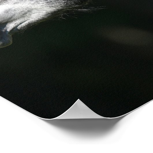 Bob Langrish | Dapple Grey Andalucian headshot Poster (Ecke)