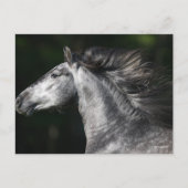 Bob Langrish | Dapple Grey Andalucian headshot Postkarte (Vorderseite)