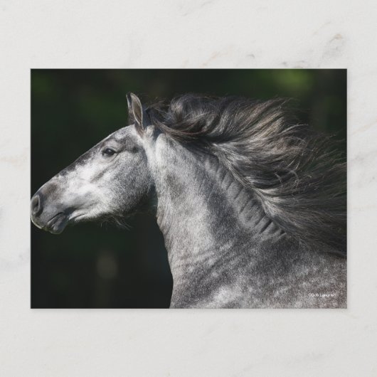 Bob Langrish | Dapple Grey Andalucian headshot Postkarte (Vorderseite)