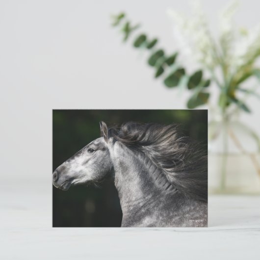 Bob Langrish | Dapple Grey Andalucian headshot Postkarte (Stehend Vorderseite)