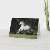 Bob Langrish | Dapple Grey Andalucian Running Karte (Vorderseite)