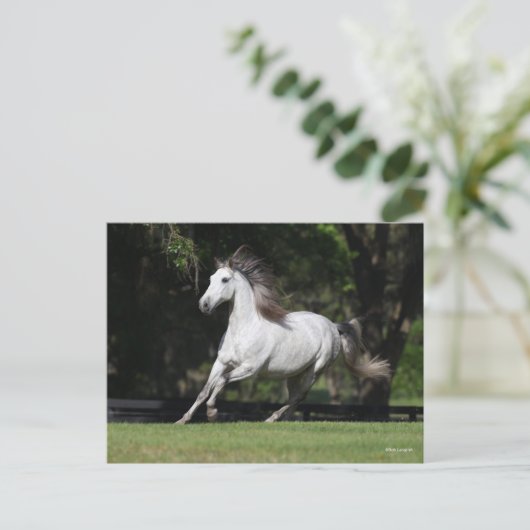 Bob Langrish | Dapple Grey Andalucian Running Postkarte (Stehend Vorderseite)