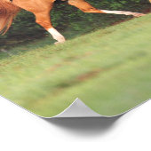 Bob Langrish | Deutsches Reitpony und Oldenburg Poster (Ecke)