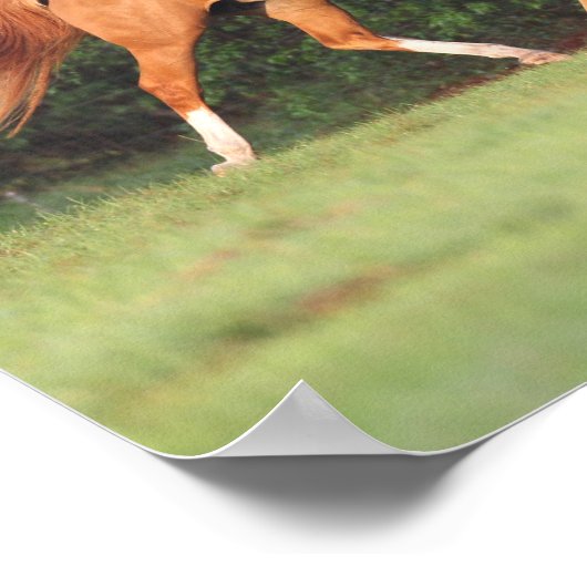 Bob Langrish | Deutsches Reitpony und Oldenburg Poster (Ecke)