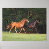 Bob Langrish | Deutsches Reitpony und Oldenburg Poster (Vorne)