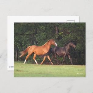 Bob Langrish   Deutsches Reitpony und Oldenburg Postkarte