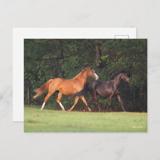 Bob Langrish | Deutsches Reitpony und Oldenburg Postkarte (Vorne/Hinten)