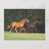 Bob Langrish | Deutsches Reitpony und Oldenburg Postkarte (Vorderseite)