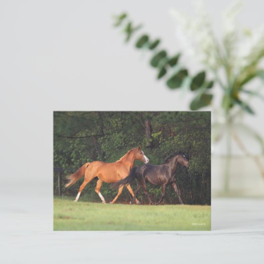 Bob Langrish | Deutsches Reitpony und Oldenburg Postkarte (Stehend Vorderseite)