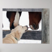 Bob Langrish | Dog Licking Horses Nose Poster (Vorne)