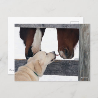Bob Langrish | Dog Licking Horses Nose Postkarte
