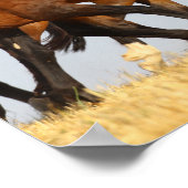 Bob Langrish | Drei andalusische Mares laufen Poster (Ecke)